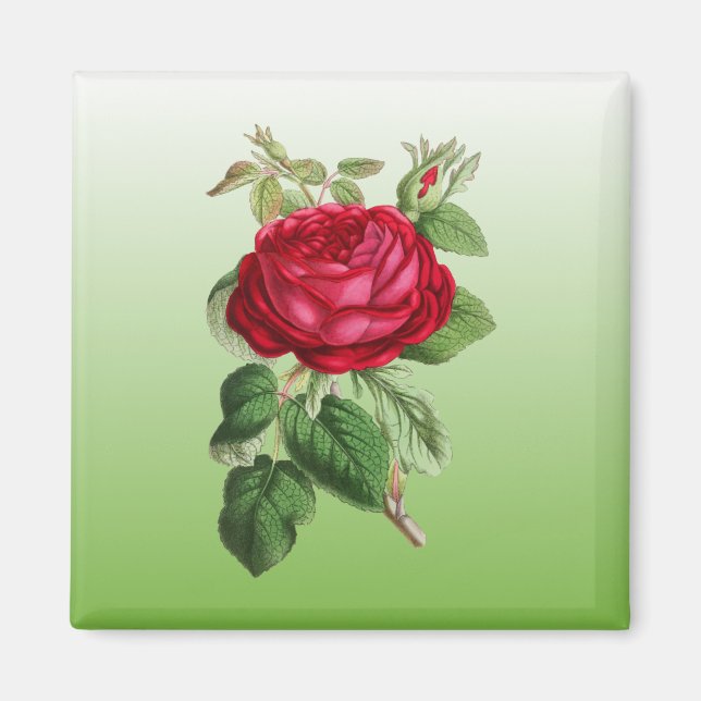 Imã Rosa vermelha com cor de gradiente (Frente)