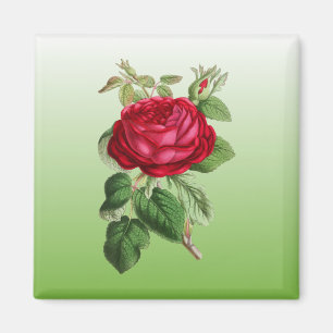 Imã Rosa vermelha com Cor do Gradiente