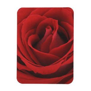 Ímã Rosa vermelha de florescência