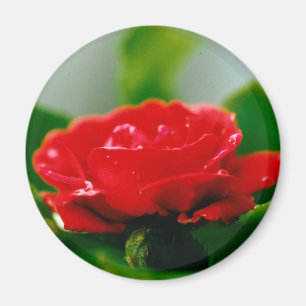 Imã Rosa vermelha de paixão coberta com gotas de orval