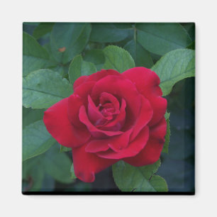 Imã Rosa Vermelha de Perto