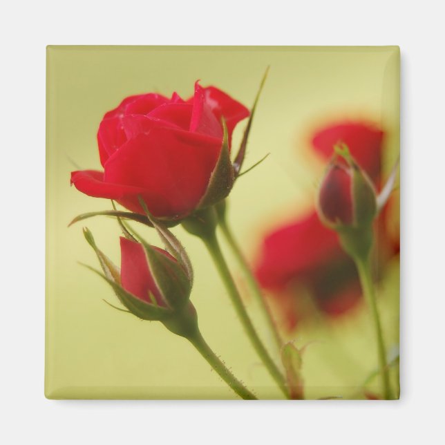 Imã Rosa vermelha Delicada (Frente)