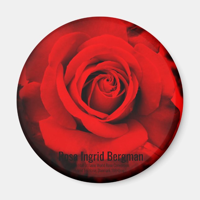 Imã Rosa Vermelha: ímã Redondo (Frente)