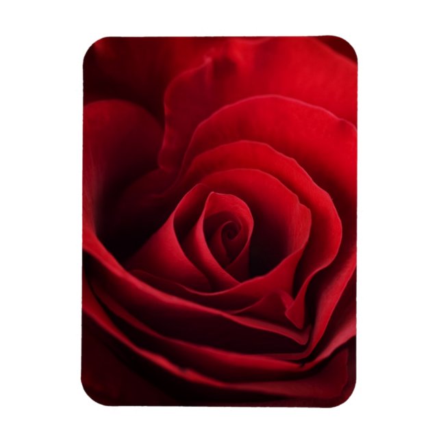 Ímã Rosa vermelha namorados (Vertical)