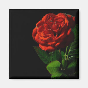 Imã Rosa vermelha no Preto Floral