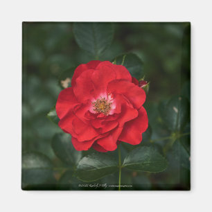 Imã Rosa vermelha P6568