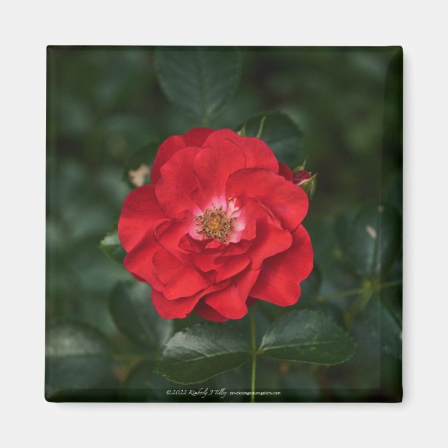 Imã Rosa vermelha P6568 (Frente)