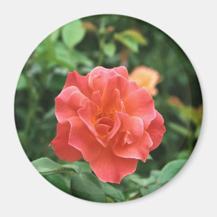 Imã Rosa vermelha pálida...