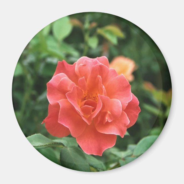 Imã Rosa vermelha pálida. (Frente)