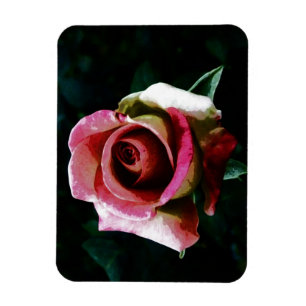 Ímã Rosa vermelha pintada a óleo