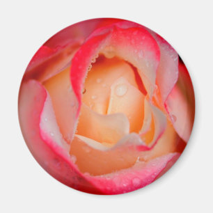 Imã Rosa vermelho & branco do ímã -