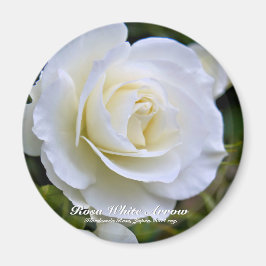 Imã Rosa White Arrow ímã