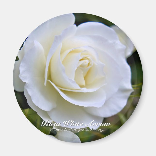 Imã Rosa White Arrow ímã (Frente)
