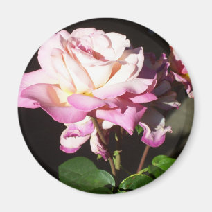 Imã Rosas