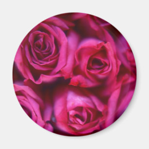 Imã Rosas