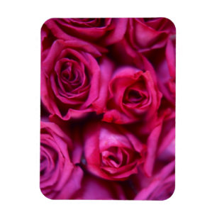 Ímã Rosas