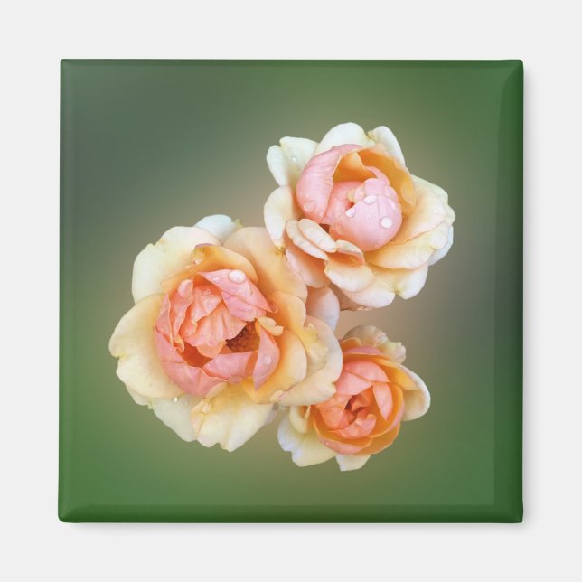 Imã rosas amarelas (Frente)