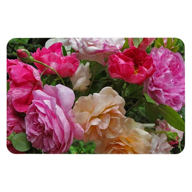 Ímã Rosas antigos movidos (Horizontal)