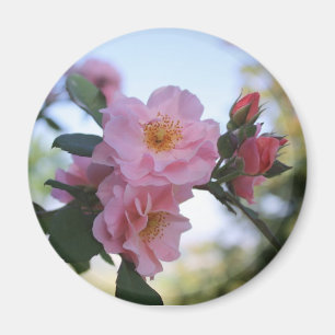 Imã Rosas cor-de-rosa