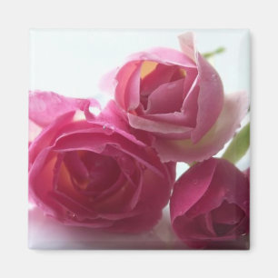 Imã Rosas cor-de-rosa