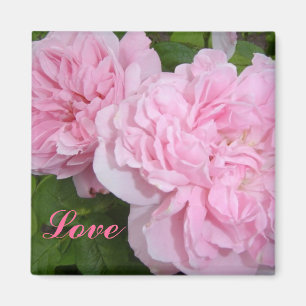 Imã Rosas cor-de-rosa