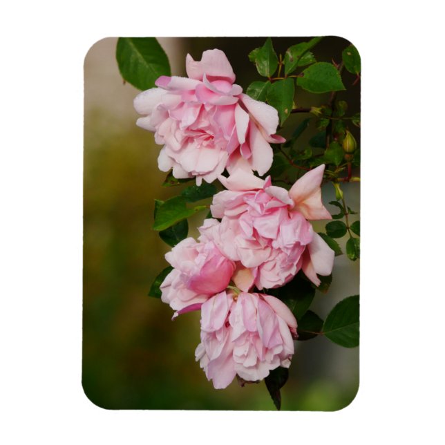 Ímã Rosas cor-de-rosa Albertine Magnet (Vertical)