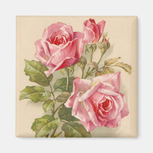 Imã Rosas cor-de-rosa do vintage
