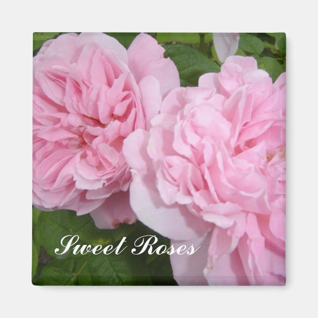 Imã Rosas Cor-de-Rosa Doces (Frente)