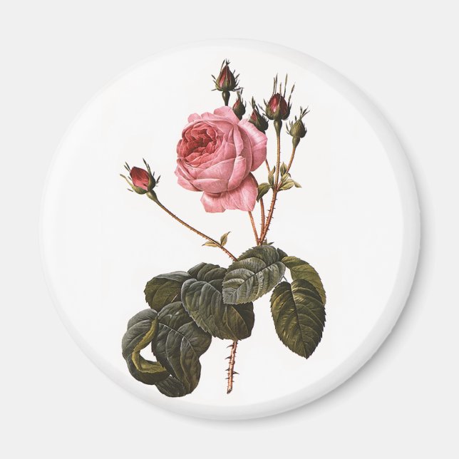 Imã Rosas de jardim cor-de-rosa antigas em flor (Frente)