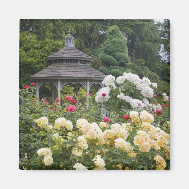 Imã Rosas em flor e Rose Garden Gazebo no (Frente)