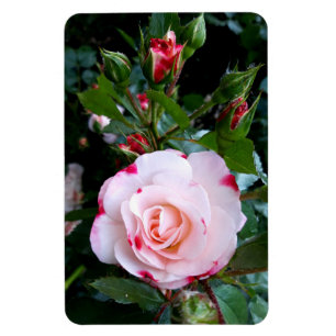 Ímã Rosas Flores, Rosas brancas rosa