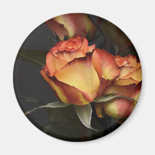 Imã Rosas Laranja, Vermelhas e Amarelas
