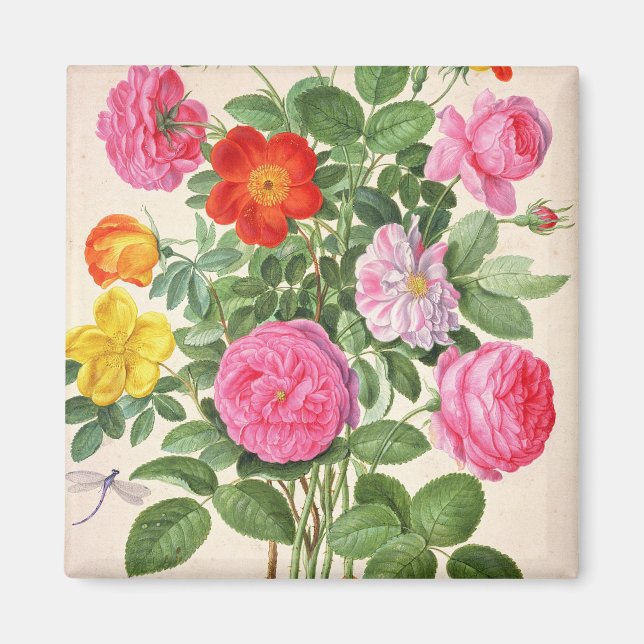 Imã Rosas, placa 4 do Nassau Florprivilegium (c/c em (Frente)