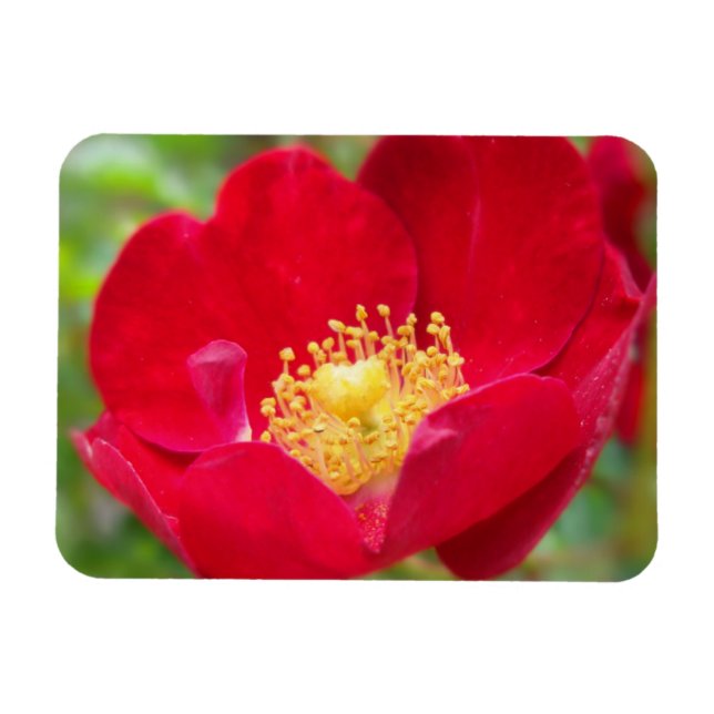Ímã Rosas São Magnetos Flexíveis Vermelhos (Horizontal)