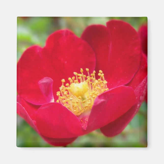 Imã Rosas São Magnetos Vermelhos (Frente)