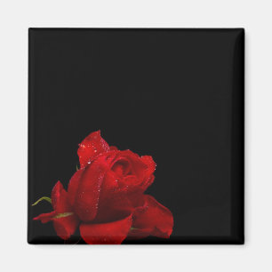 Imã Rosas são vermelhos