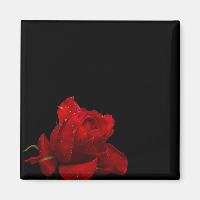 Imã Rosas são vermelhos (Frente)