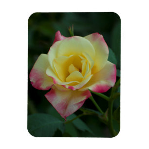 Ímã Rosas significam amor!