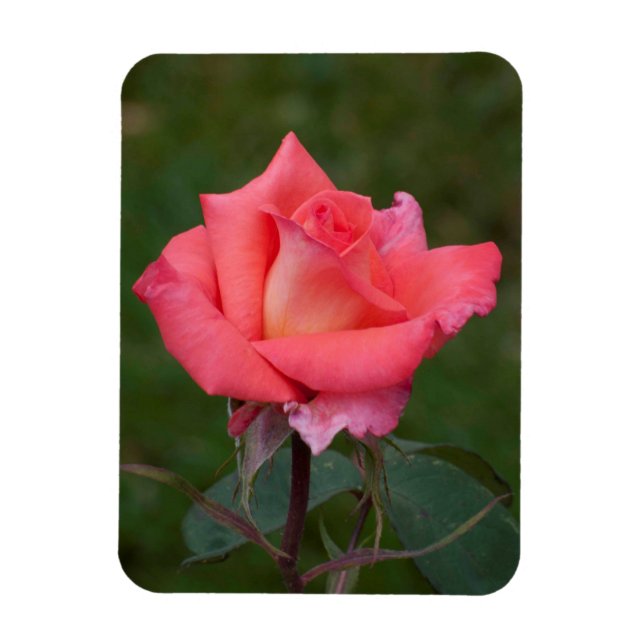 Ímã Rosas significam amor! (Vertical)