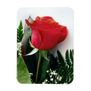 Ímã Rosas vermelhas