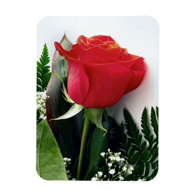 Ímã Rosas vermelhas (Vertical)