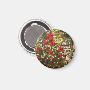 Imã Rosas Vermelhas Contra uma Parede de Pedra