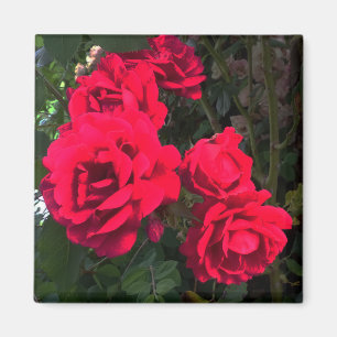 Imã Rosas vermelhas florescendo