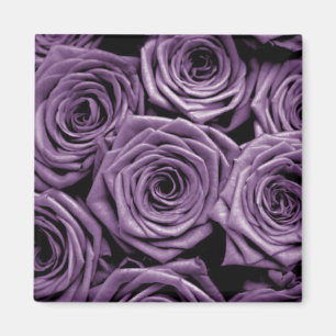Imã Rosas violetas