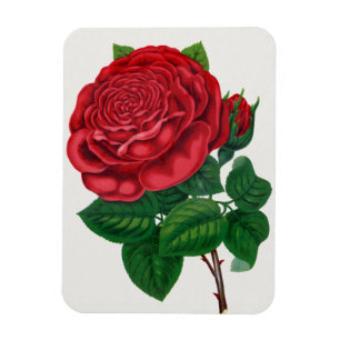 Ímã Rose Print Rochester Lithographing and Printing Co