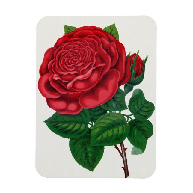 Ímã Rose Print Rochester Lithographing and Printing Co (Vertical)