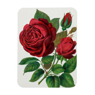 Ímã Rose Print Rochester Litografia e Companhia de Imp
