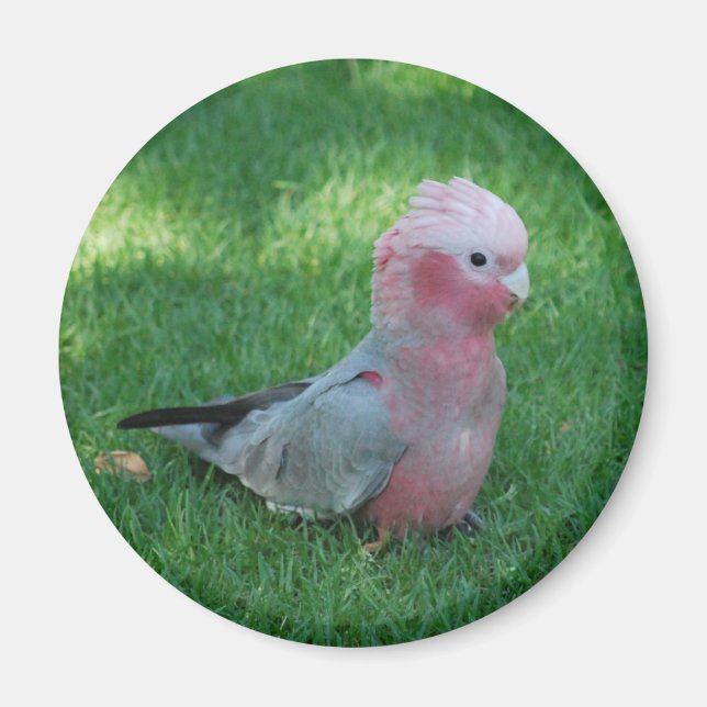 Imã Roseate Cockatoo (Frente)