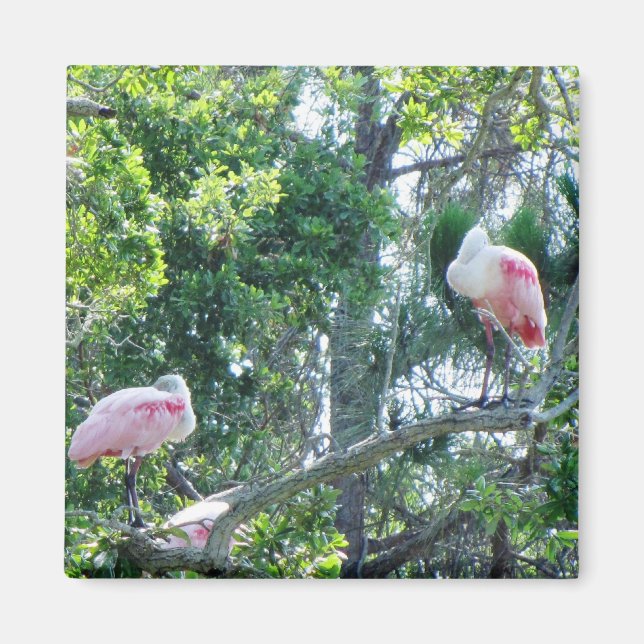 Imã Roseate Spoonbill (Frente)