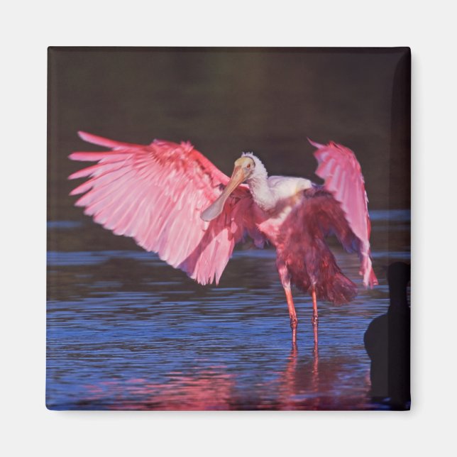 Imã Roseate Spoonbill (Ajaia ajaja) com Cormorant (Frente)